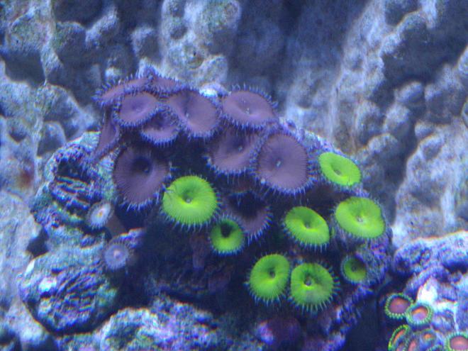 corals inverts - protopalythoa sp. - button polyp stocking in 220 gallons tank - Zoas