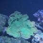 corals inverts - montipora capricornis - green apple cap coral stocking in 220 gallons tank - Green Monte