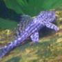 freshwater fish - peckoltia sp. - gypsy king tiger pleco (l-66) stocking in 29 gallons tank - pleco