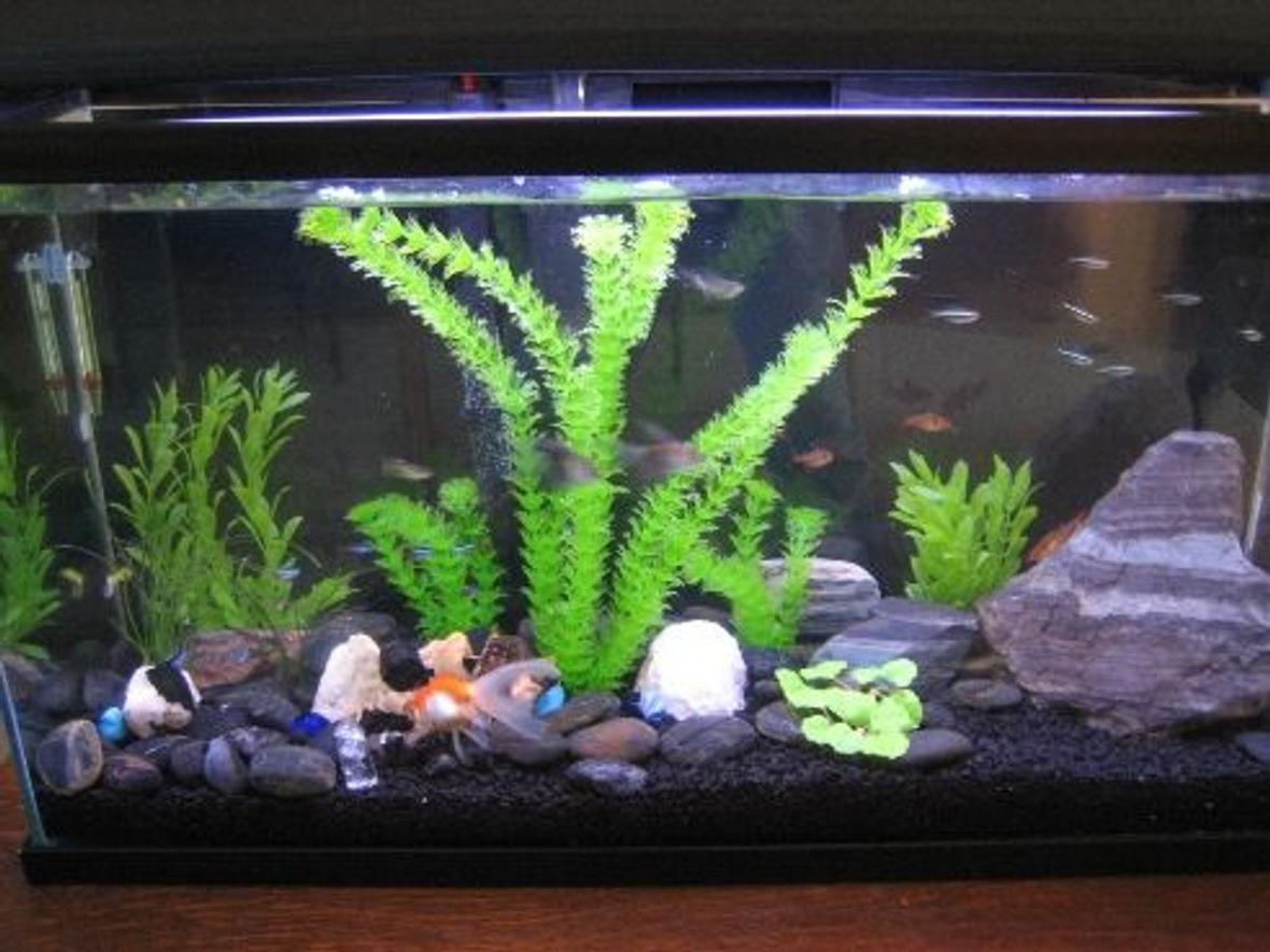 20 gallons freshwater fish tank (mostly fish and non-living decorations) - My 20 gal community fish tank. This is my first fish tank, so I'm going with easy fish to maintain and replace. So far so good after 1 week no casualties. I did not do the first cycle. Fish went in same day tank was built with the use of a product called "Safe Start" by Tetra 0 which contains beneficial living bacterias.