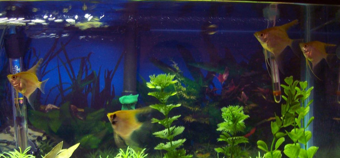 freshwater fish - pterophyllum sp. - red angel stocking in 55 gallons tank - my new angels
