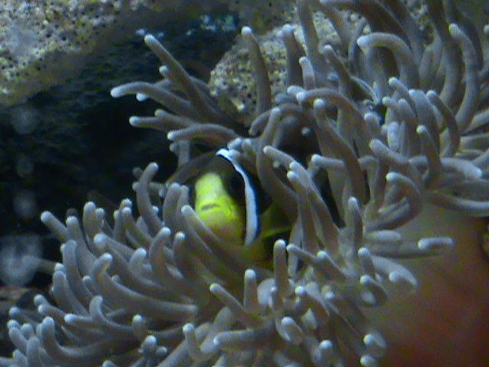 corals inverts - heteractis crispa - sebae anemone stocking in 28 gallons tank - Clarkii Amphiprion