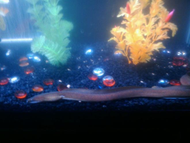 saltwater fish - gymnothorax miliaris - golden moray eel stocking in 75 gallons tank - MORAY ELI