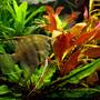 freshwater fish - pterophyllum scalare - half black angelfish stocking in 40 gallons tank - Pterophillum Scalare