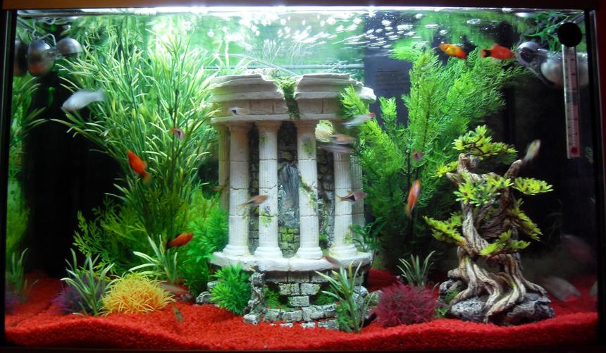 Rated #1554: Freshwater Fish Tank - fish