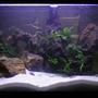 188 gallons planted tank (mostly live plants and fish) - Dimension 100x50x40 Light: 1 x Silvania Gro lux od 45cm 1 x Philips AquaRele 60 cm 1 x Arcadia Marine blue 60cm Fishes: 6 x Callochromis melanostigma 3 x Lamprologus speciosus