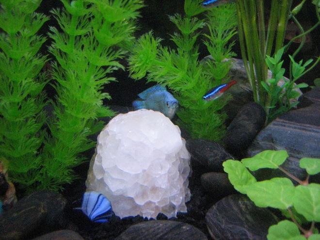 freshwater fish - paracheirodon innesi - neon tetra jumbo stocking in 20 gallons tank - Powder Puff Gourami finds refuge behind cluster of quartz crystal.