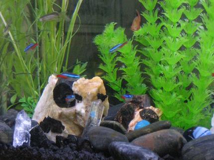freshwater fish - paracheirodon innesi - neon tetra jumbo stocking in 20 gallons tank - There's crystals in them there waters!