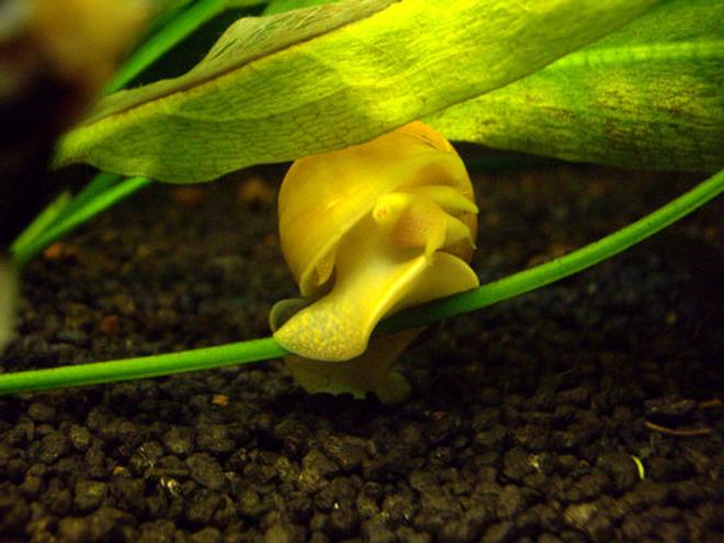 corals inverts - pomacea bridgesii - golden apple snail stocking in 40 gallons tank - Pomacea Bridgesii
