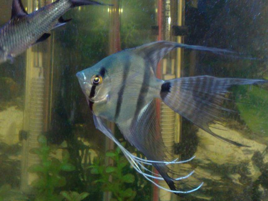 Rated #1192: Freshwater Fish - Pterophyllum Sp. - Silver Zebra Angel Stocking In 18 Gallons Tank - angel