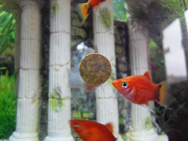 freshwater fish - xiphophorus maculatus - red wag platy - Platy eating tablet