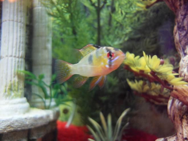 freshwater fish - papiliochromis ramirezi - german blue ram - Our new baby Ram Cichlid