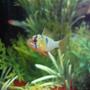 freshwater fish - papiliochromis ramirezi - german blue ram - Ram Cichlid