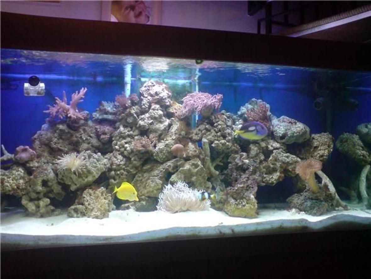 130 gallons reef tank (mostly live coral and fish) - latest picture