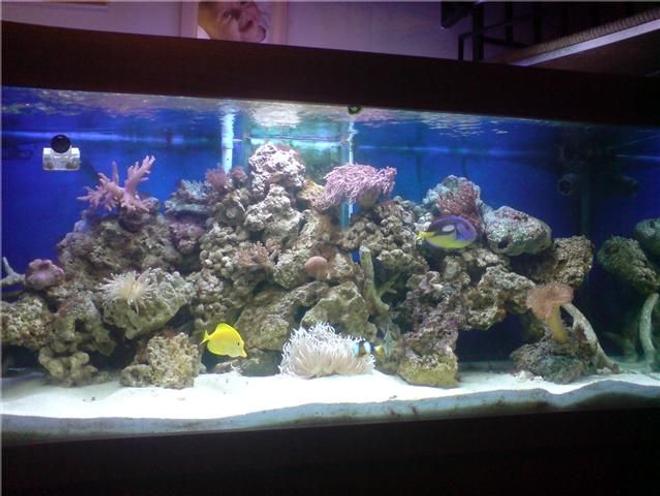 130 gallons reef tank (mostly live coral and fish) - latest picture
