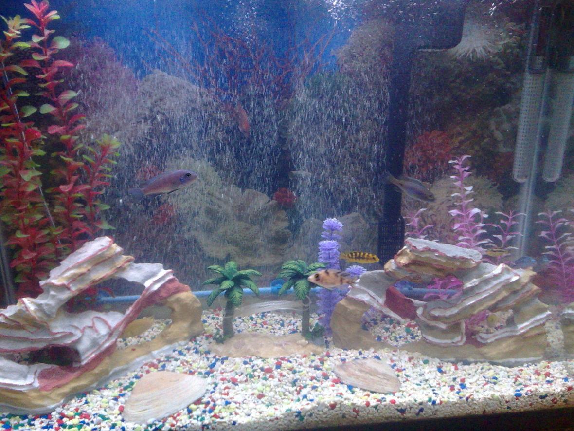 37 gallons freshwater fish tank (mostly fish and non-living decorations) - I am new at this!