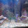 37 gallons freshwater fish tank (mostly fish and non-living decorations) - I am new at this!