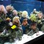 150 gallons reef tank (mostly live coral and fish) - my tank! i hope you like it! its not that great of a pic.. ill upload more later :)