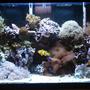 29 gallons reef tank (mostly live coral and fish) - 29 gallon reef tank, one year established