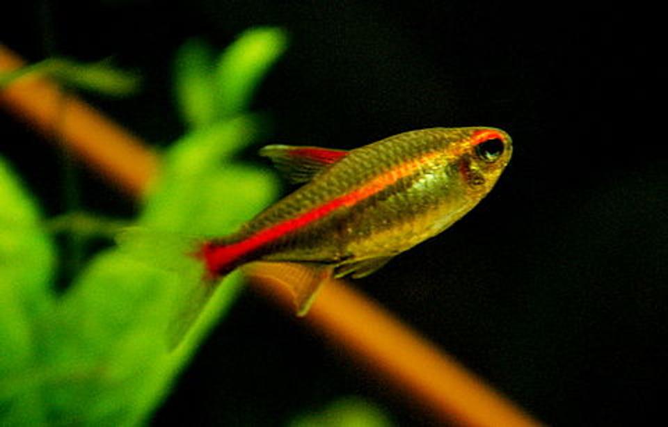 freshwater fish - hemigrammus erythrozonus - glowlight tetra stocking in 55 gallons tank - Glowlight Tetra - 	Hemigrammus Erythrozonus