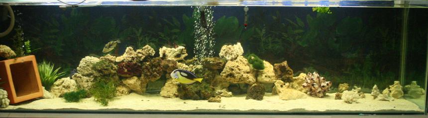 Rated #38: 220 Gallons Saltwater Fish Tank - 8ft tank, most of the fish were hiding, please see my other photos. Rate me highly please! BE NICE!