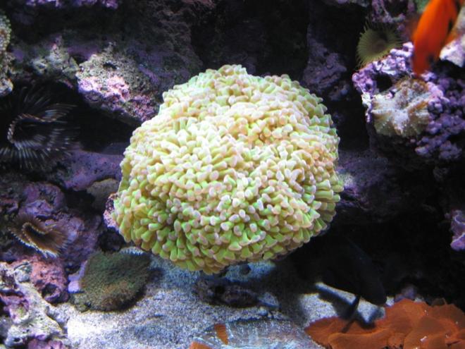 corals inverts - euphyllia paranchora - hammer / anchor coral, branching stocking in 120 gallons tank - Green Hammer, Feather Dusters
