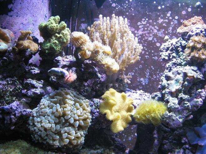 corals inverts - sarcophyton elegans - yellow fiji leather coral stocking in 120 gallons tank - Grey Hammer, Finger Leather, Yellow Leather, feather duster, Duncan