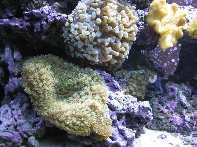 corals inverts - rhodactis indosinensis - hairy mushroom stocking in 120 gallons tank - Green Mushroon, Grey Hammer, Yellow Fiji Leather