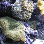 corals inverts - rhodactis indosinensis - hairy mushroom stocking in 120 gallons tank - Green Mushroon, Grey Hammer, Yellow Fiji Leather