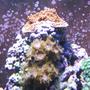 corals inverts - zoanthus sp. - colony polyp stocking in 120 gallons tank - Red Acro, Watermelon Zoo's, Green Zoo's
