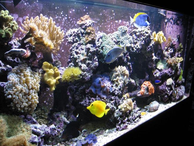 120 gallons reef tank (mostly live coral and fish) - Left Angle 120g Reef