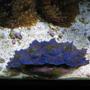 corals inverts - tridacna crocea - crocea clam stocking in 120 gallons tank - Crocea Clam