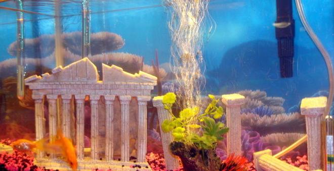 freshwater fish - carassius auratus - goldfish stocking in 10 gallons tank - A ten gallon tank with six gold fish (3 Comets Goldfish, 1 Oranda Goldfish, 1 Shubunkin Goldfish, and 1 Black Moor Goldfish).