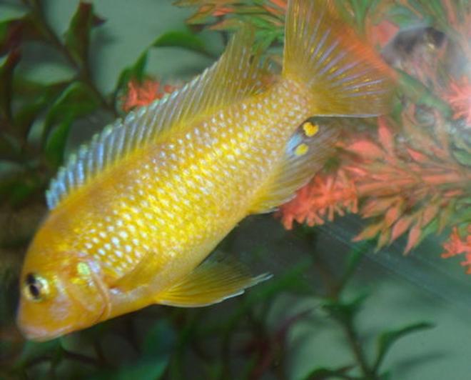 freshwater fish - labidochromis caeruleus - electric yellow cichlid stocking in 80 gallons tank - update