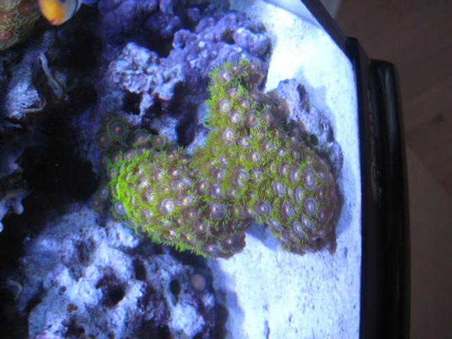 corals inverts - zoanthus sp. - colony polyp stocking in 46 gallons tank - Some of my corals