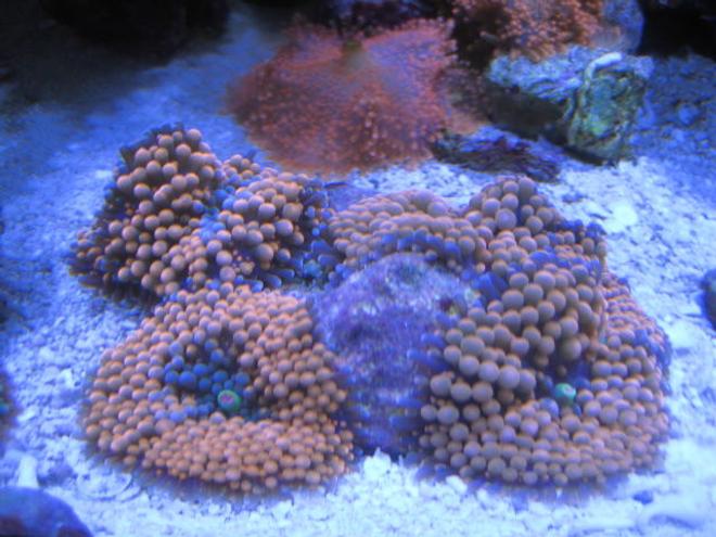 corals inverts - ricordea yuma - orange ricordea mushroom stocking in 46 gallons tank - More Corals