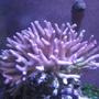corals inverts - seriatopora stellata - pink thick branch birdsnest coral stocking in 46 gallons tank - Corals