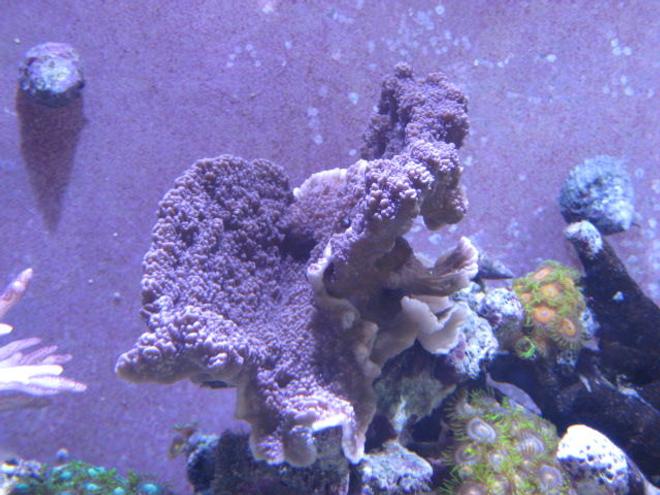 corals inverts - zoanthus sp. - button polyp stocking in 46 gallons tank - Corals