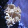 corals inverts - sarcophyton elegans - yellow fiji leather coral stocking in 46 gallons tank - Corals