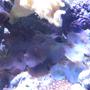 corals inverts - actinodiscus sp. - purple mushrooms stocking in 46 gallons tank - Corals