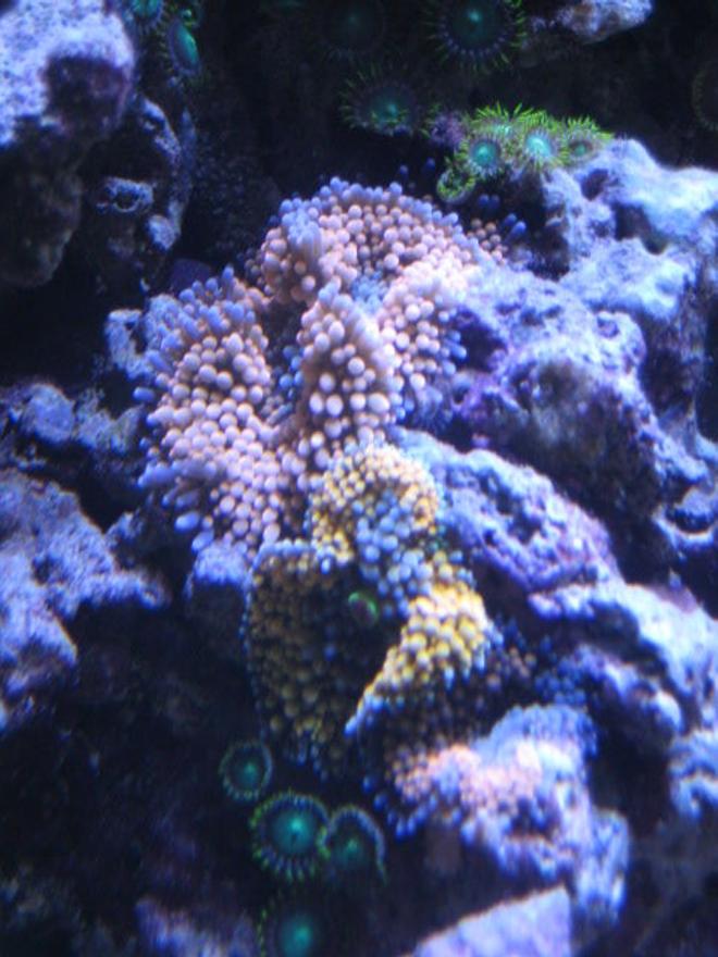 corals inverts - ricordea florida - orange ricordea mushrooms stocking in 46 gallons tank - Corals