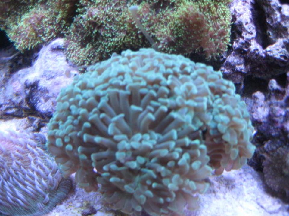 corals inverts - euphyllia paradivisa - frogspawn coral - branched stocking in 46 gallons tank - Corals