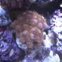 corals inverts - zoanthus sp. - button polyp, pink stocking in 46 gallons tank - Corals