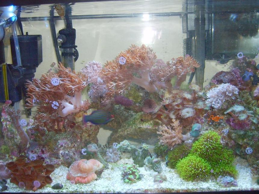 Rated #84: Corals Inverts - Heteroxenia Sp. - Heteroxenia Polyp Stocking In 10 Gallons Tank - awesome very very pretty