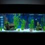75 gallons freshwater fish tank (mostly fish and non-living decorations) - First Tank