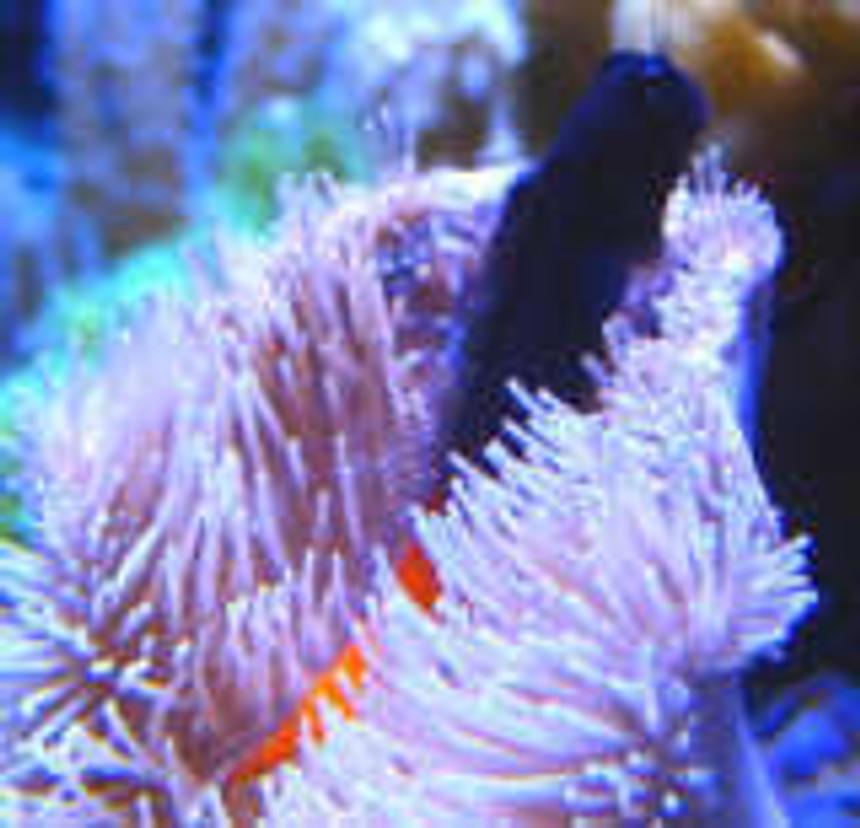 Rated #91: Saltwater Fish - Ecsenius Bicolor - Bicolor Blenny Stocking In 46 Gallons Tank - Blenny