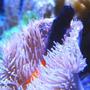 saltwater fish - ecsenius bicolor - bicolor blenny stocking in 46 gallons tank - Blenny