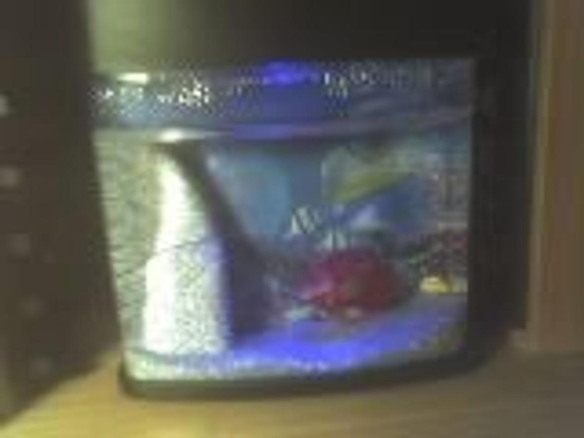 1 gallon freshwater fish tank (mostly fish and non-living decorations) - my emo fishes ^^