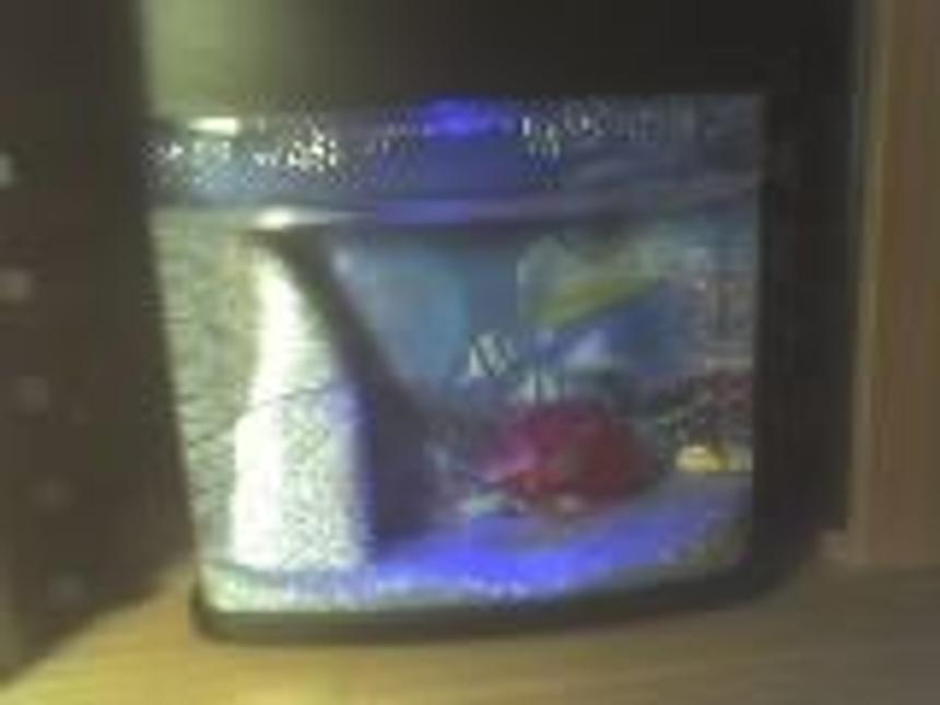 Rated #4365: 1 Gallon Freshwater Fish Tank - my emo fishes ^^