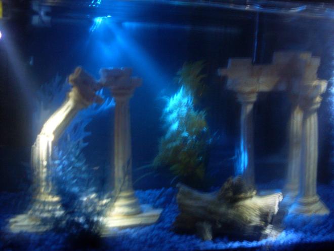 13 gallons freshwater fish tank (mostly fish and non-living decorations) - no fish yet...but roman theme with lots of blue